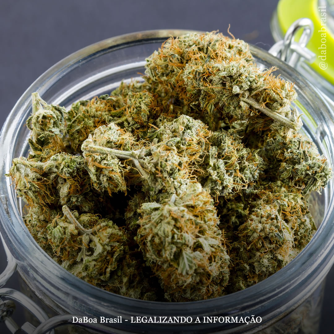 Inscrições em programas de uso medicinal de maconha diminuíram em lugares onde o uso adulto é legalizado, mostra estudo