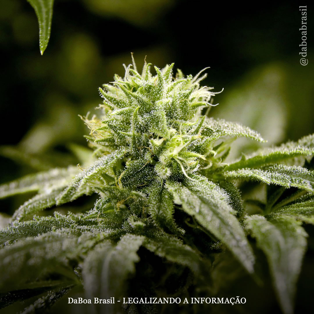 Legalização do uso adulto da maconha está ligada a menos deportações de imigrantes, conclui estudo