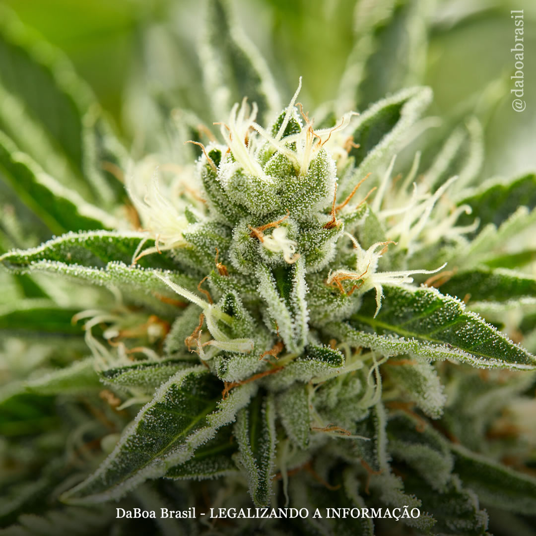 O uso de THC está associado a um aumento no tempo de sobrevivência em pacientes paliativos com câncer, diz estudo