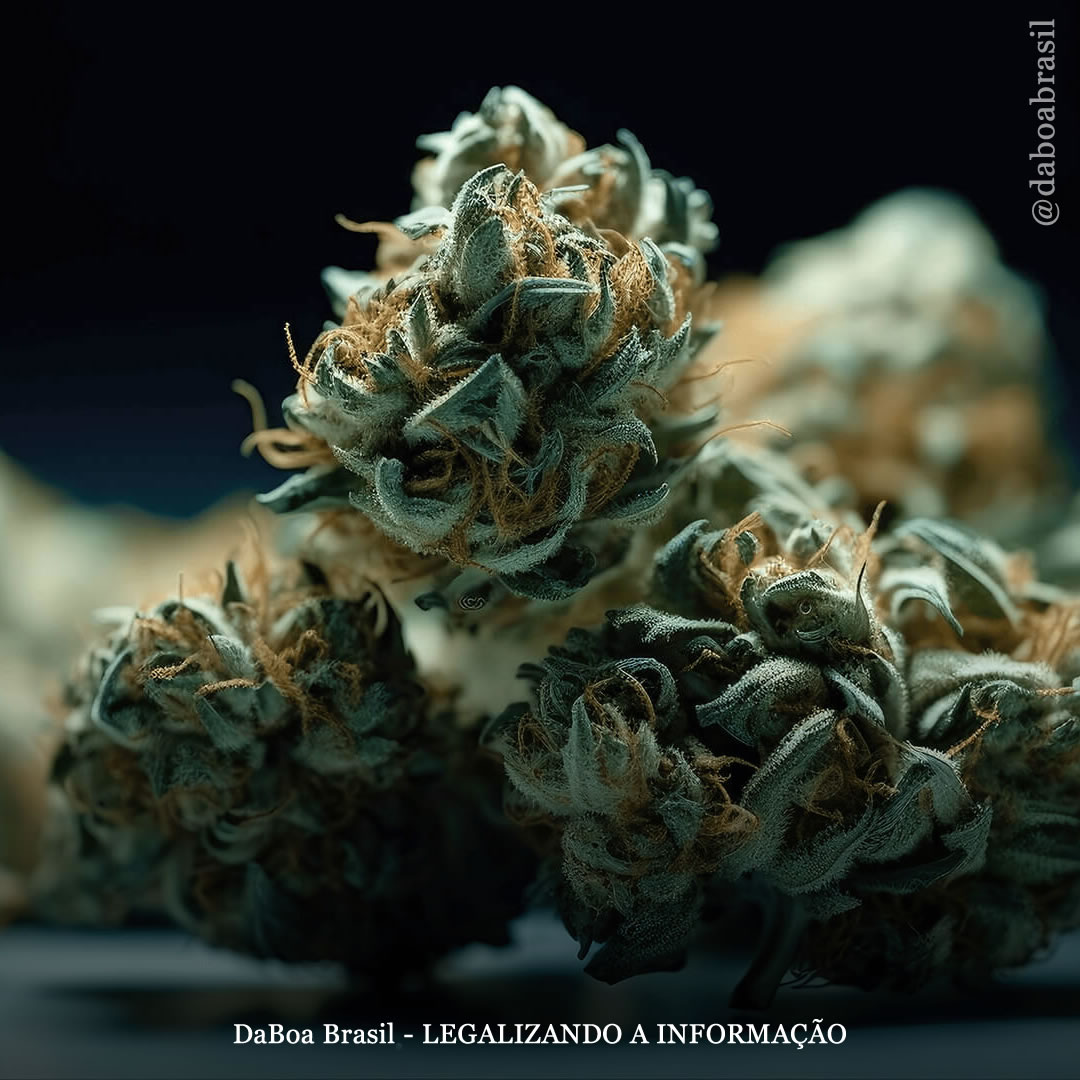 O uso de maconha está associado à diminuição do uso de opioides, álcool e tabaco, diz estudo