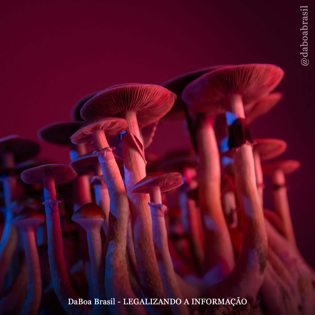 O uso de psilocibina não está associado ao risco de paranoia, conclui estudo