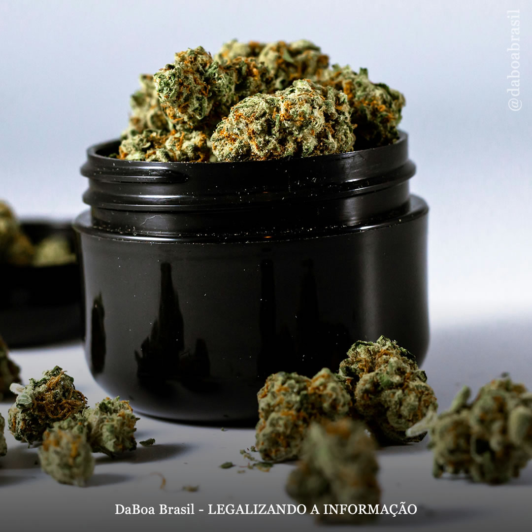 Pacientes na Alemanha relatam frequentemente o uso de maconha no lugar de outras drogas, diz estudo