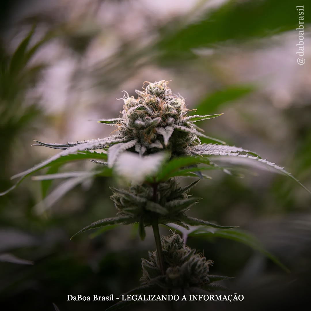 Pacientes relatam melhorias e poucos efeitos colaterais graves após o uso de flores com alto teor de THC, diz estudo