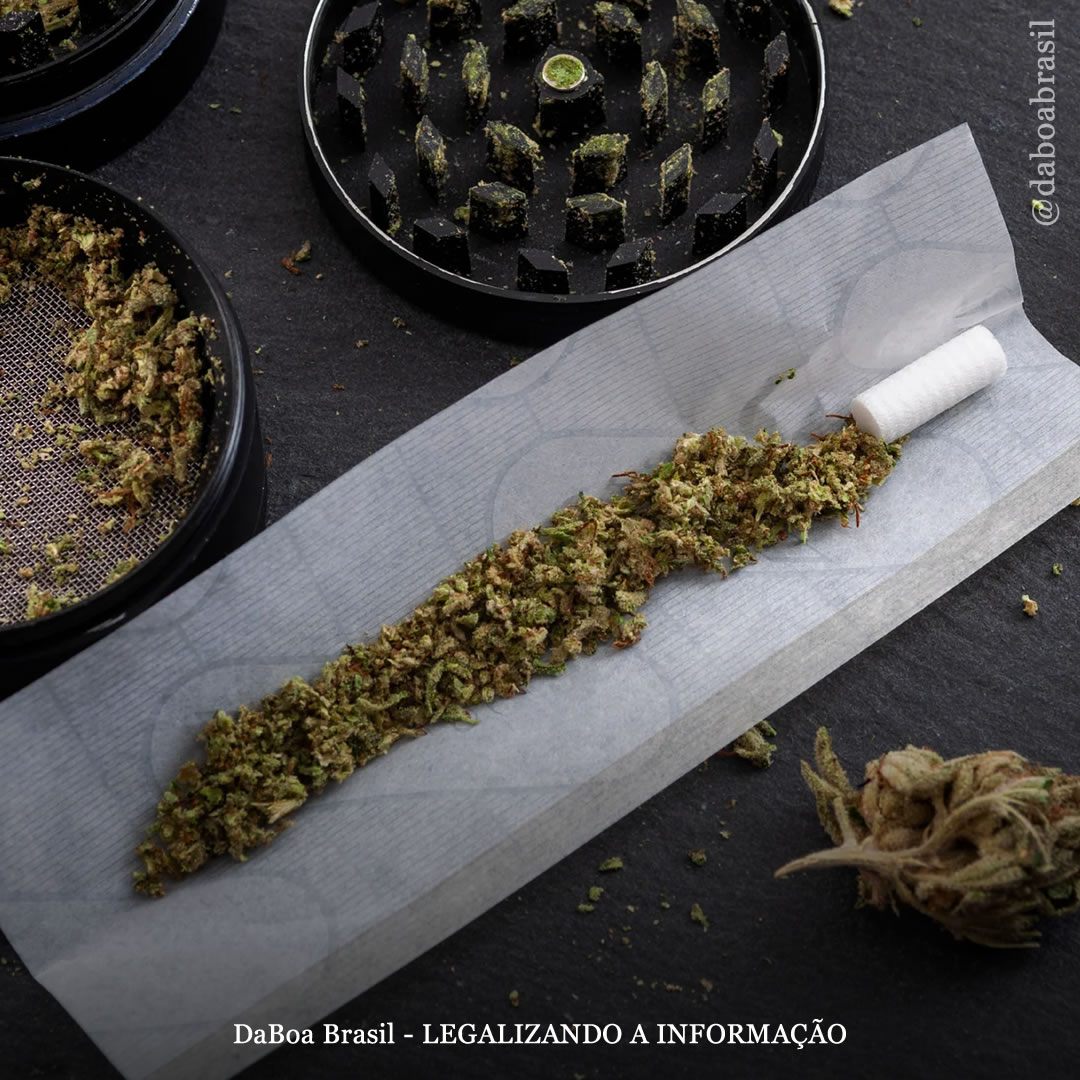 Sedas podem representar riscos à saúde dos usuários de maconha devido a metais pesados, conclui estudo