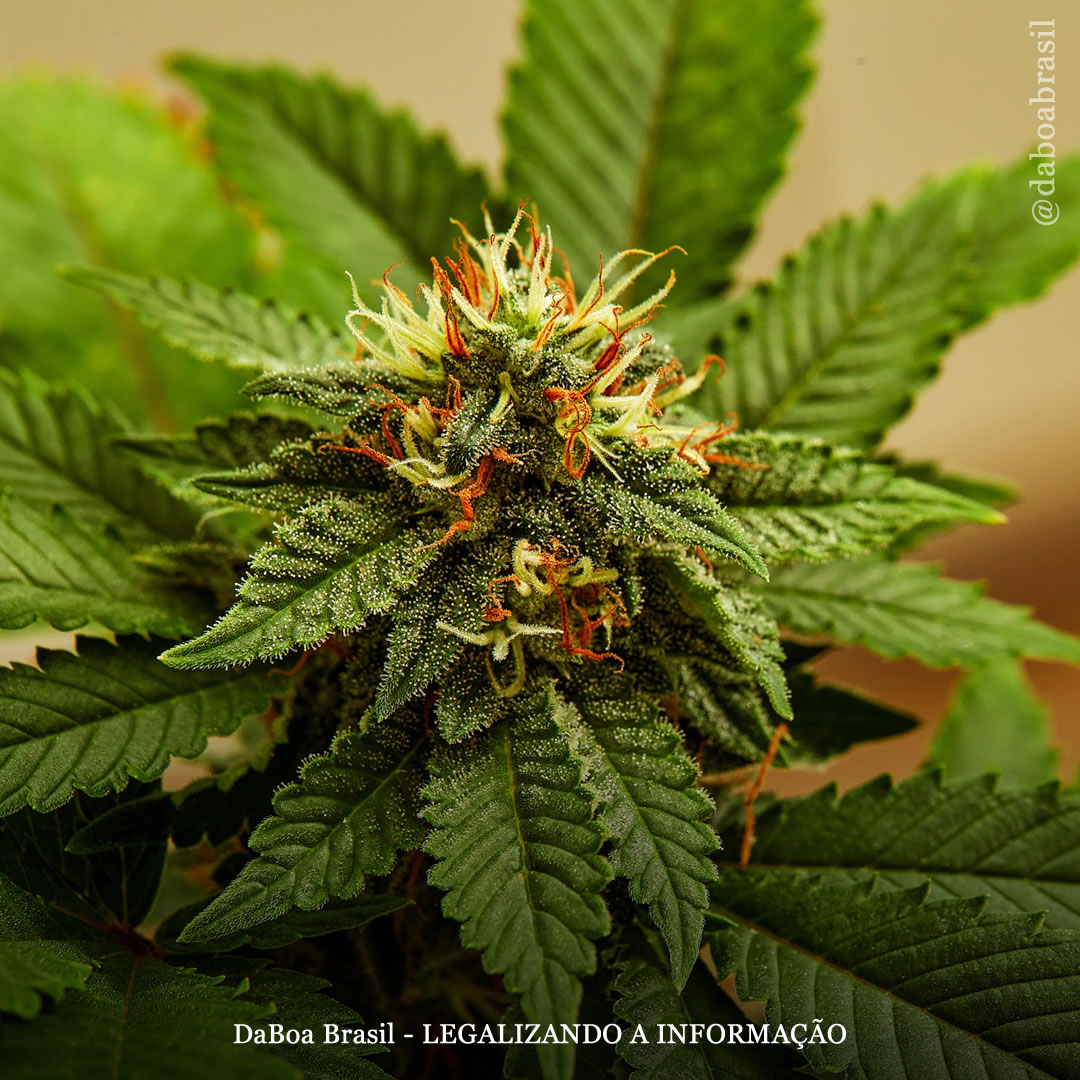 Efeito entourage: a interação entre terpenos e canabinoides da maconha oferece esperança para novos tratamentos, afirma estudo