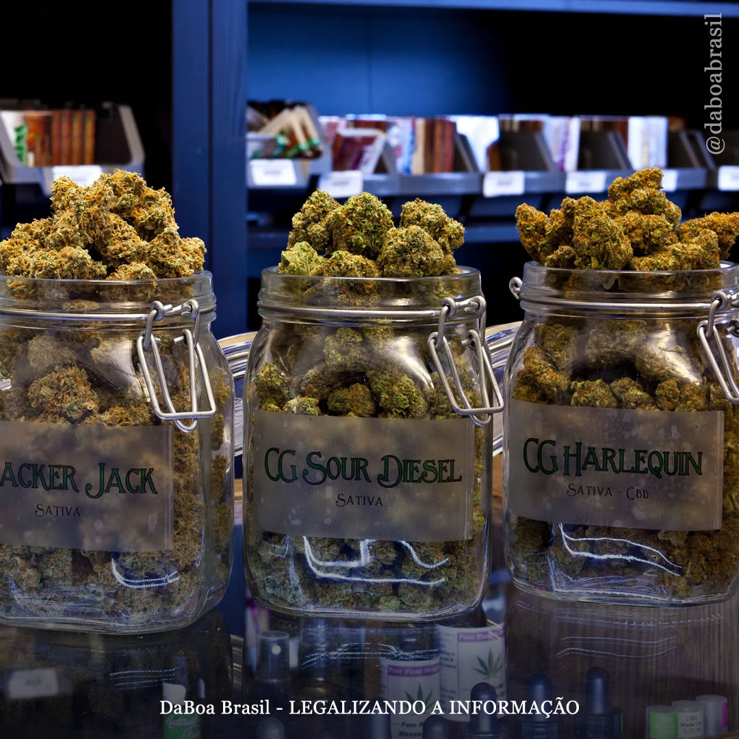 Alemanha pretende lançar um teste piloto para permitir dispensários de maconha