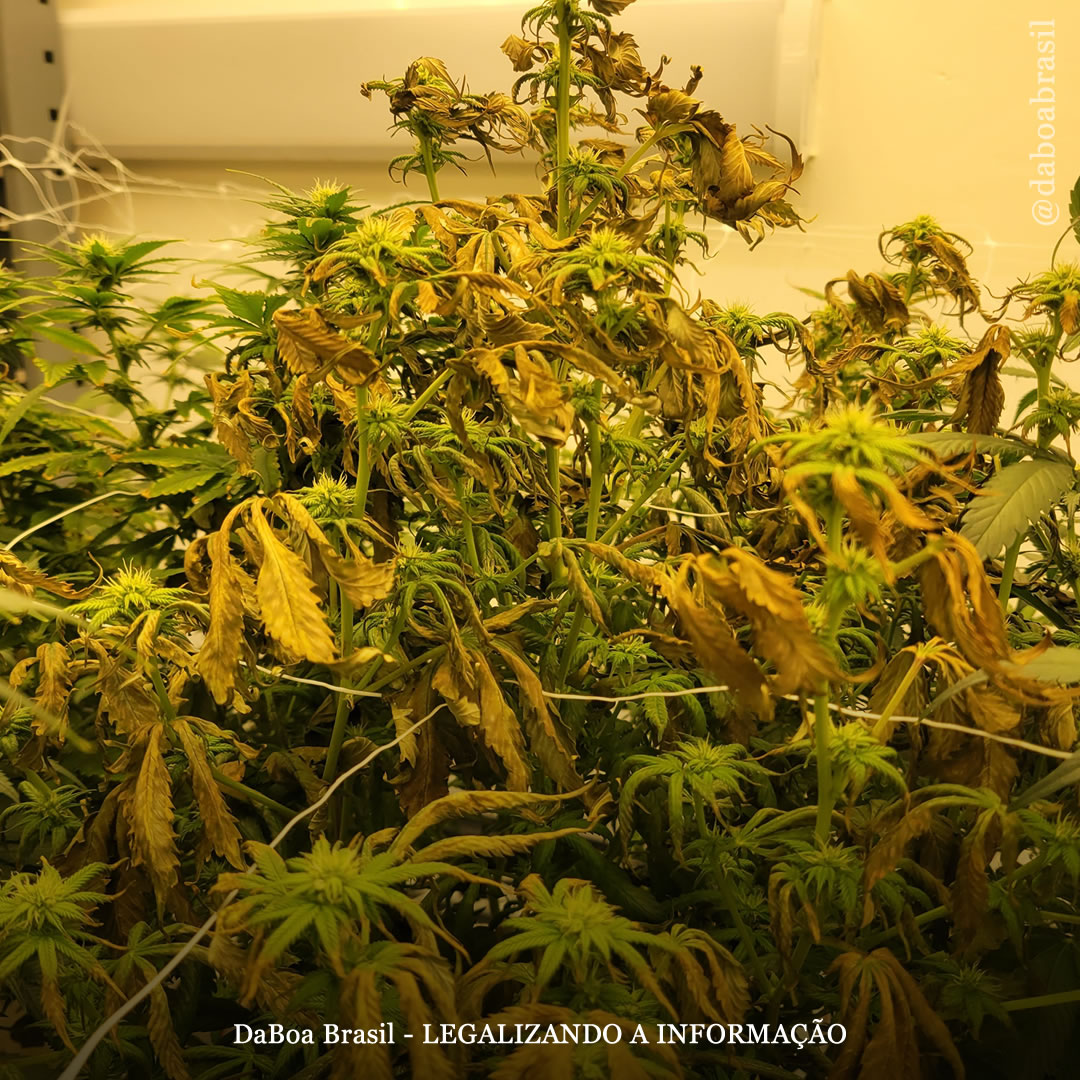 Algumas cultivares de maconha são resistentes aos sintomas do viroide latente do lúpulo, mostra estudo