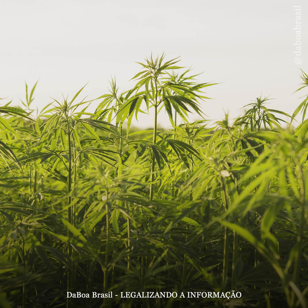 Bélgica usará cultivo de cannabis para limpar solo contaminado