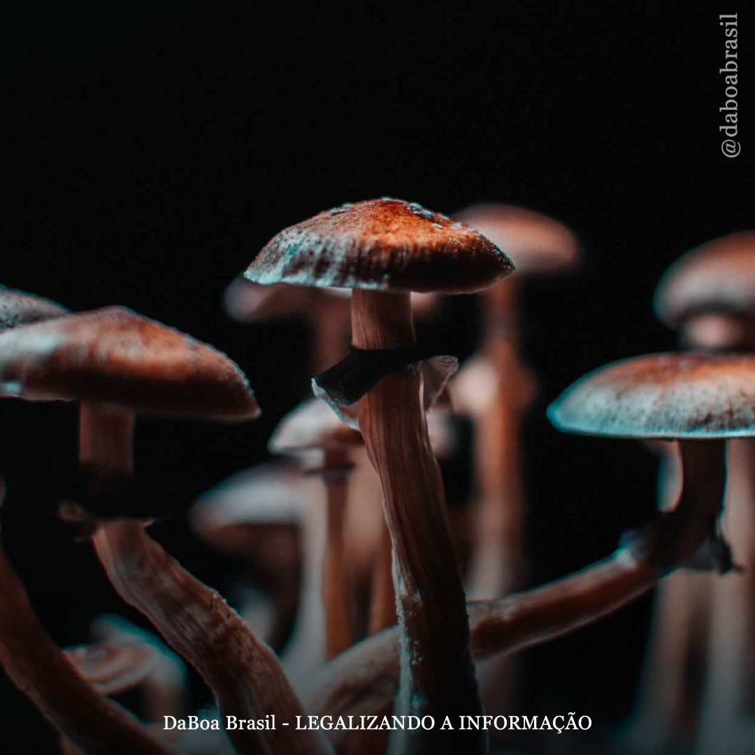 Cogumelos psilocibinos aumentam a flexibilidade psicológica, mostra estudo