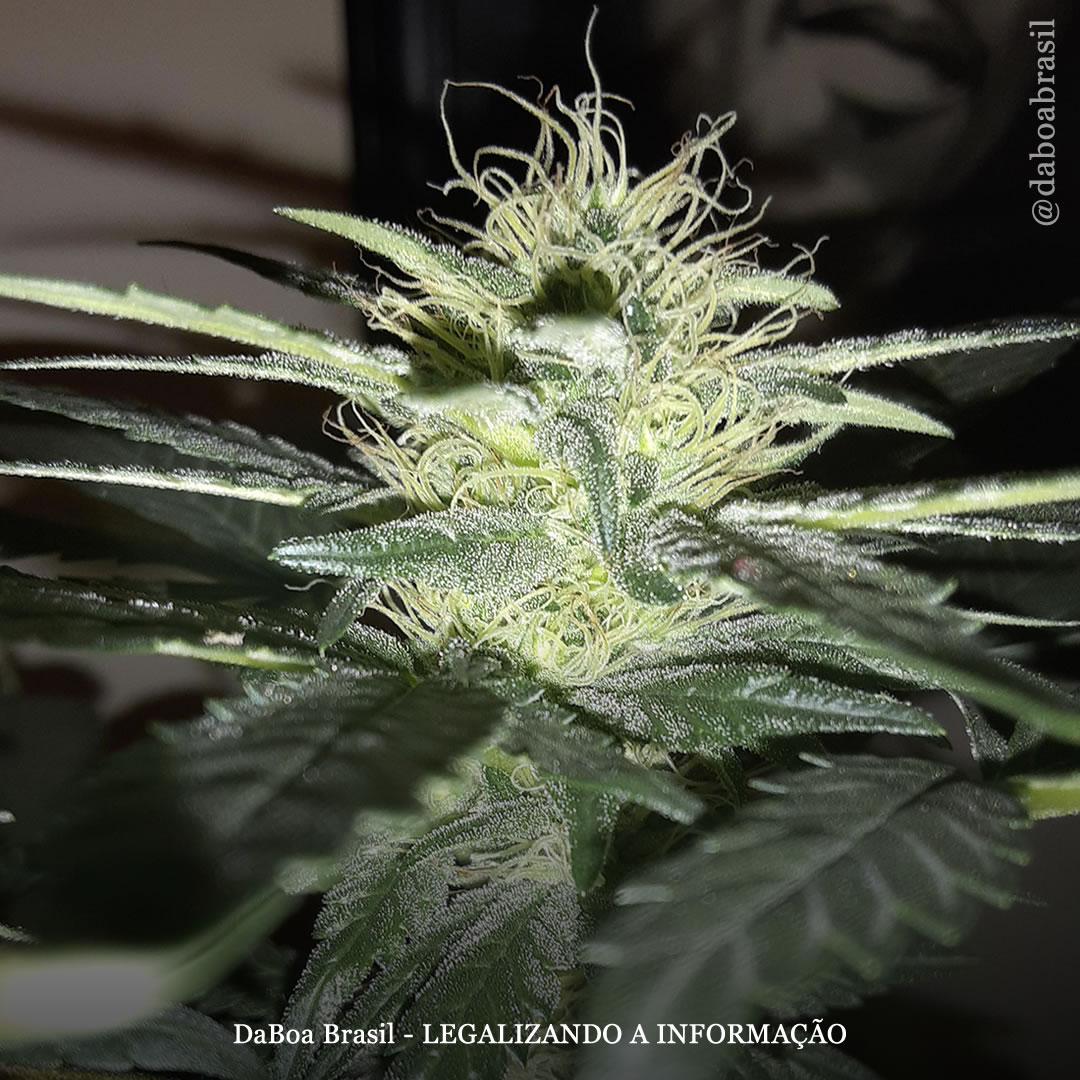 Dicas de cultivo: como cultivar maconha com ciclo 12/12 desde a semente