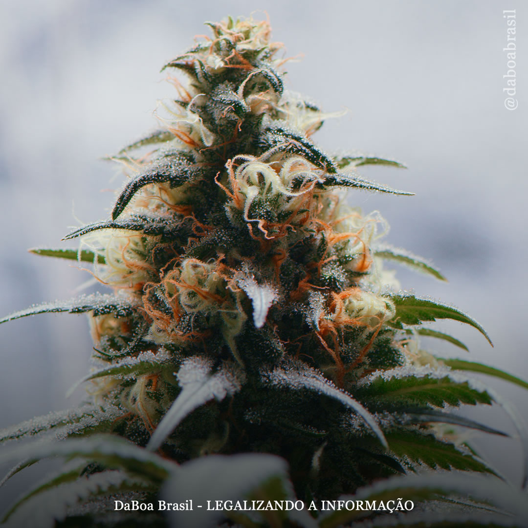 Dicas de cultivo: o impacto do frio nas plantas de maconha e como cultivar em climas frios