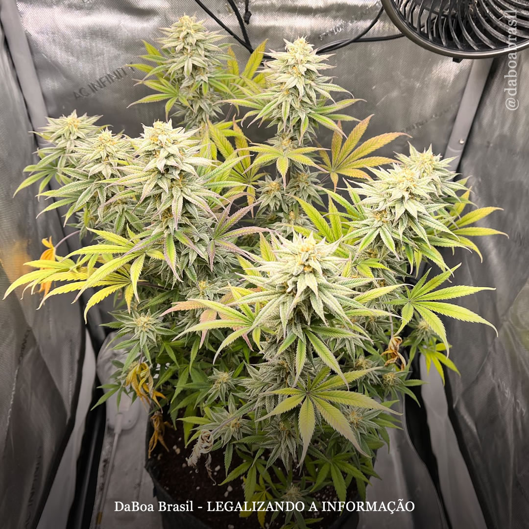 Dicas de cultivo: o que é e como resolver o bloqueio de nutrientes nas plantas de maconha