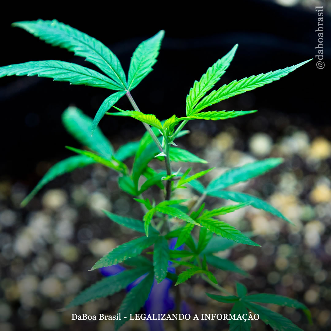 Dicas de cultivo: sua planta de maconha não está crescendo bem? Descubra as possíveis causas e soluções