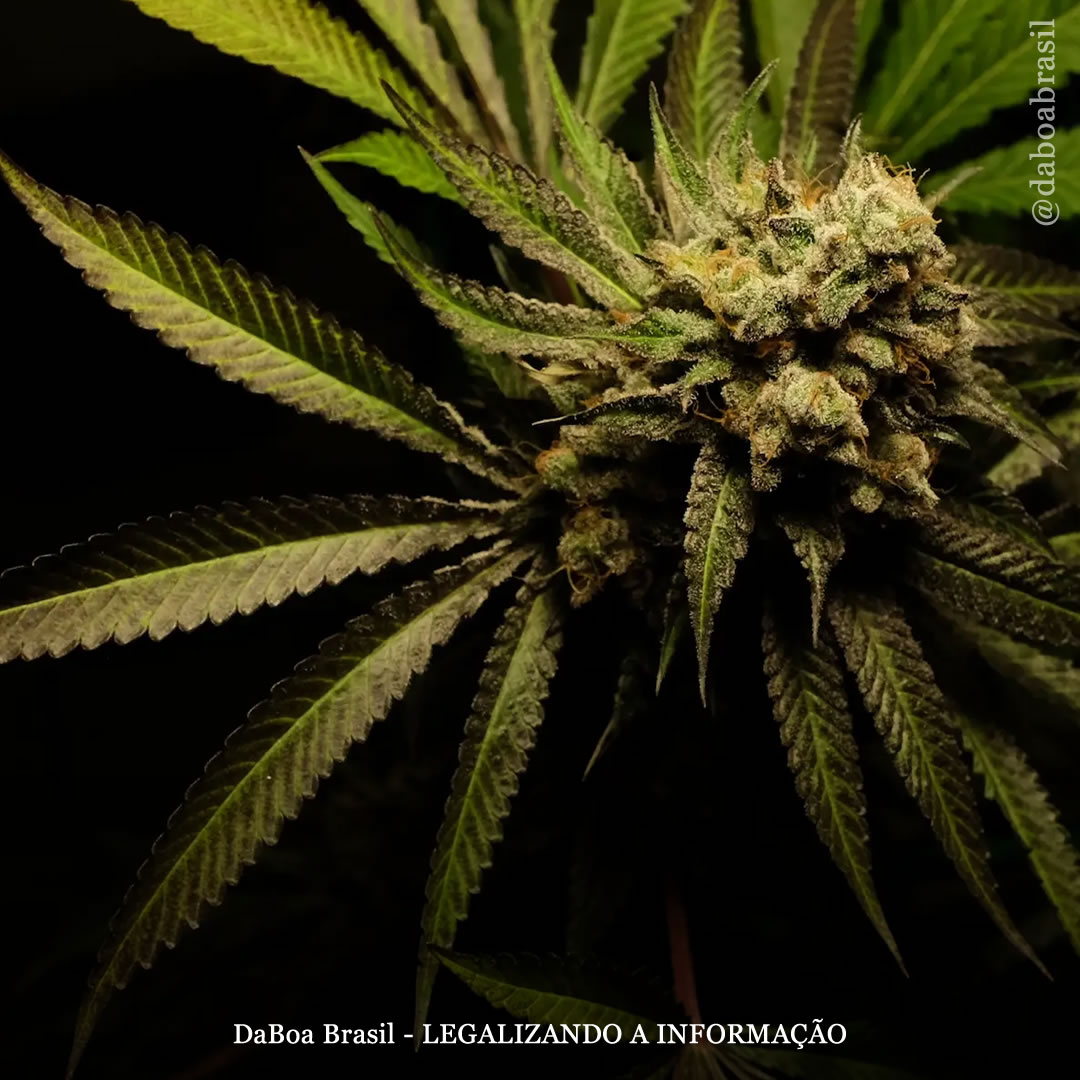 EUA: DEA concorda em mudar a maconha para a Lista III da lei de substâncias controladas, enquanto ativistas pedem uma reforma mais abrangente