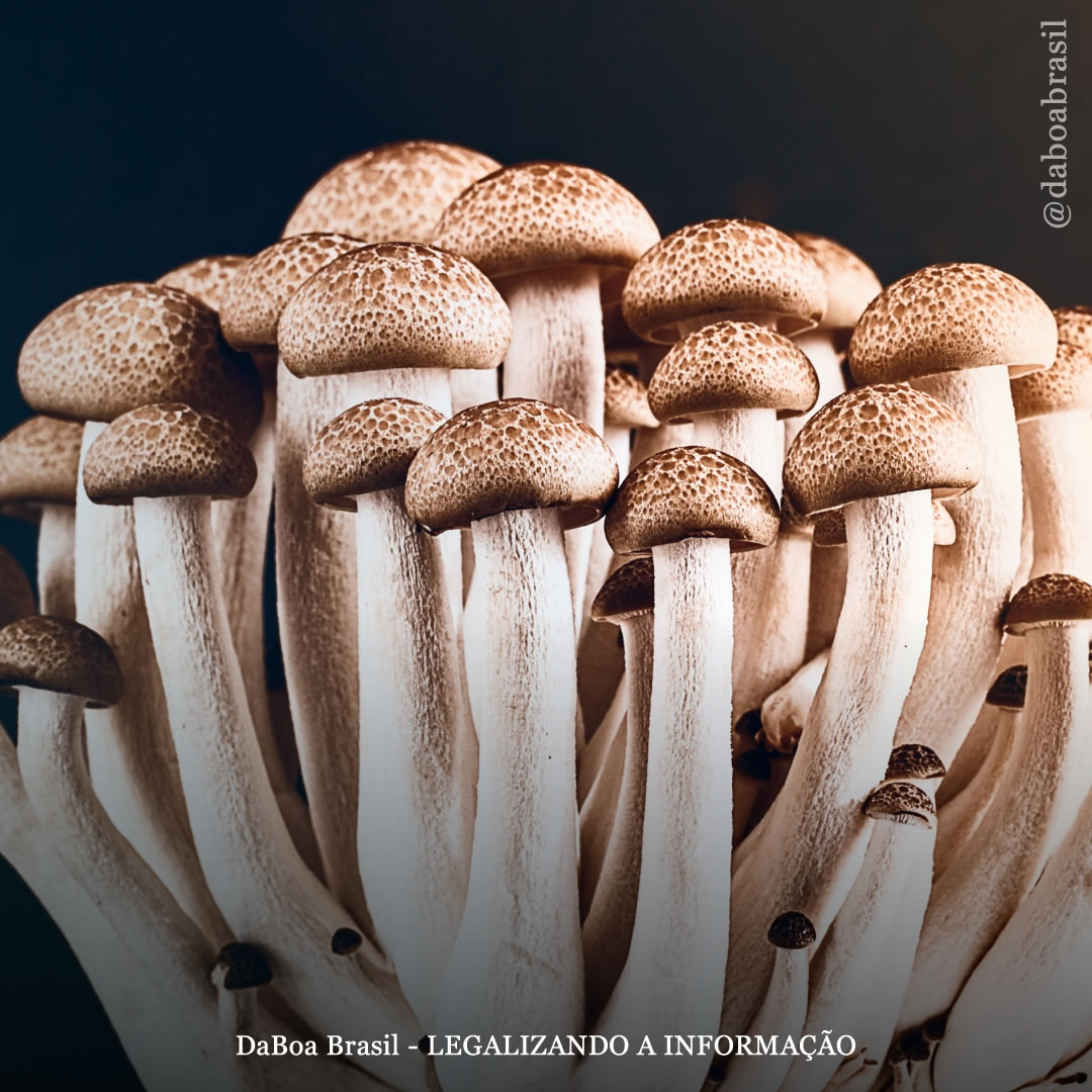 O estado civil pode afetar as experiências psicodélicas, mostra estudo