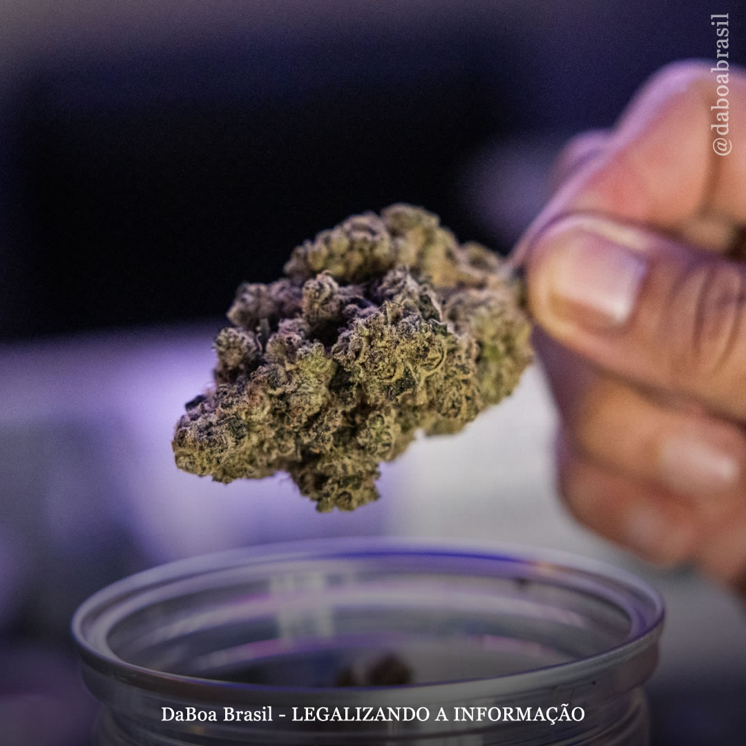 O uso de maconha antes de dormir não causa comprometimento da capacidade cognitiva ou do desempenho ao dirigir no dia seguinte, mostra estudo