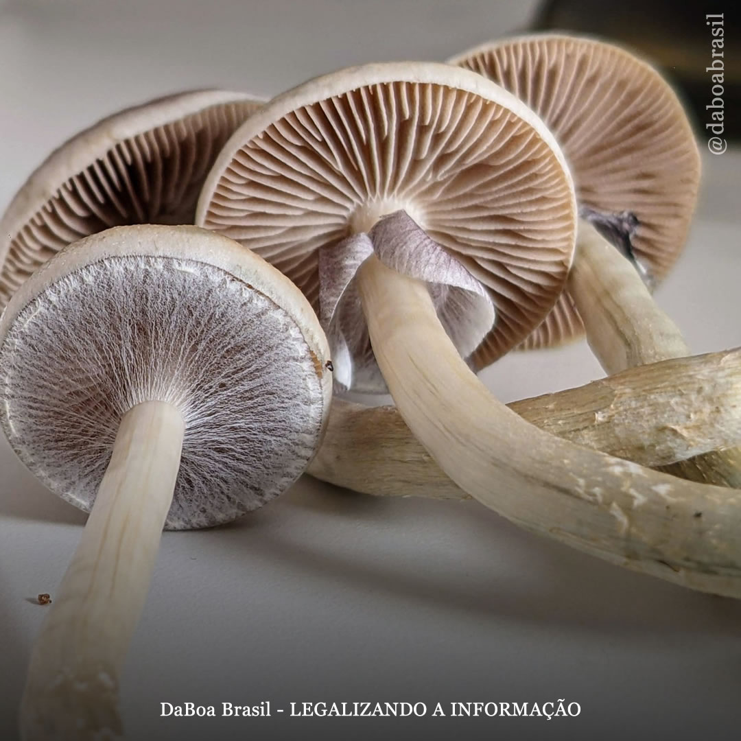 Os psicodélicos podem ajudar no tratamento da gagueira, diz estudo