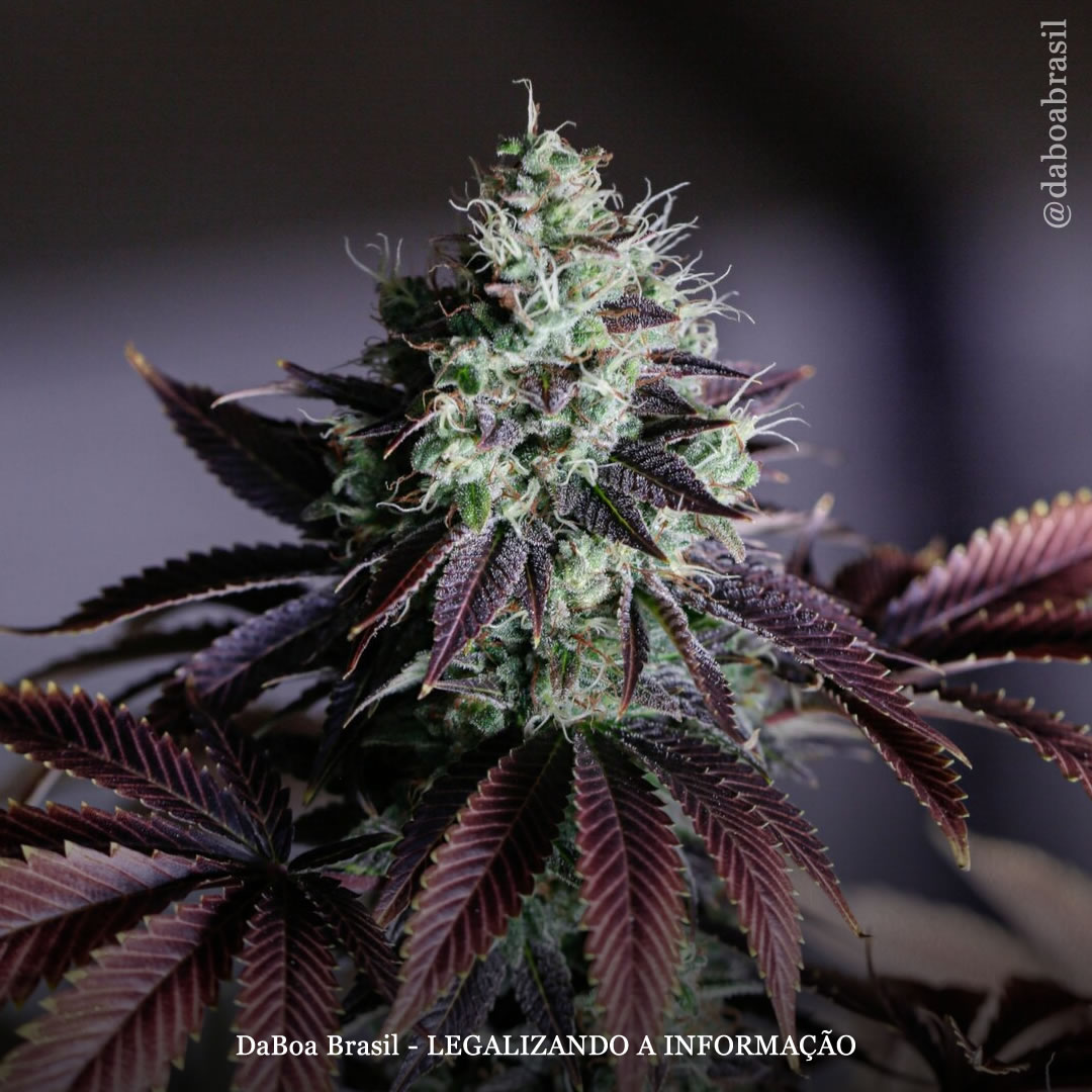 Os terpenos da maconha são “tão eficazes quanto a morfina” no alívio da dor e têm menos efeitos colaterais, diz estudo