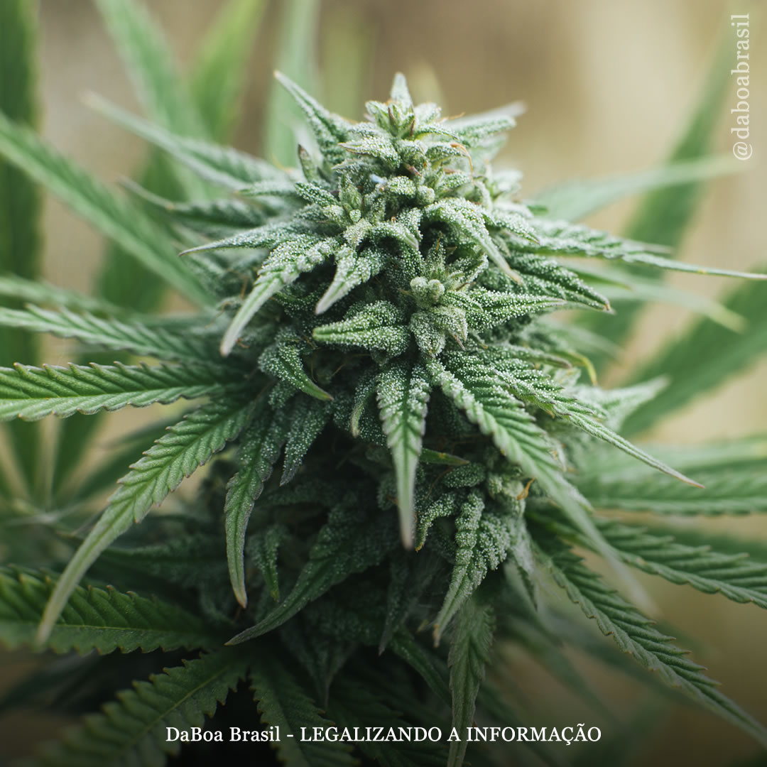 Pacientes com osteoartrite relatam benefícios sustentados com o uso da maconha, diz estudo