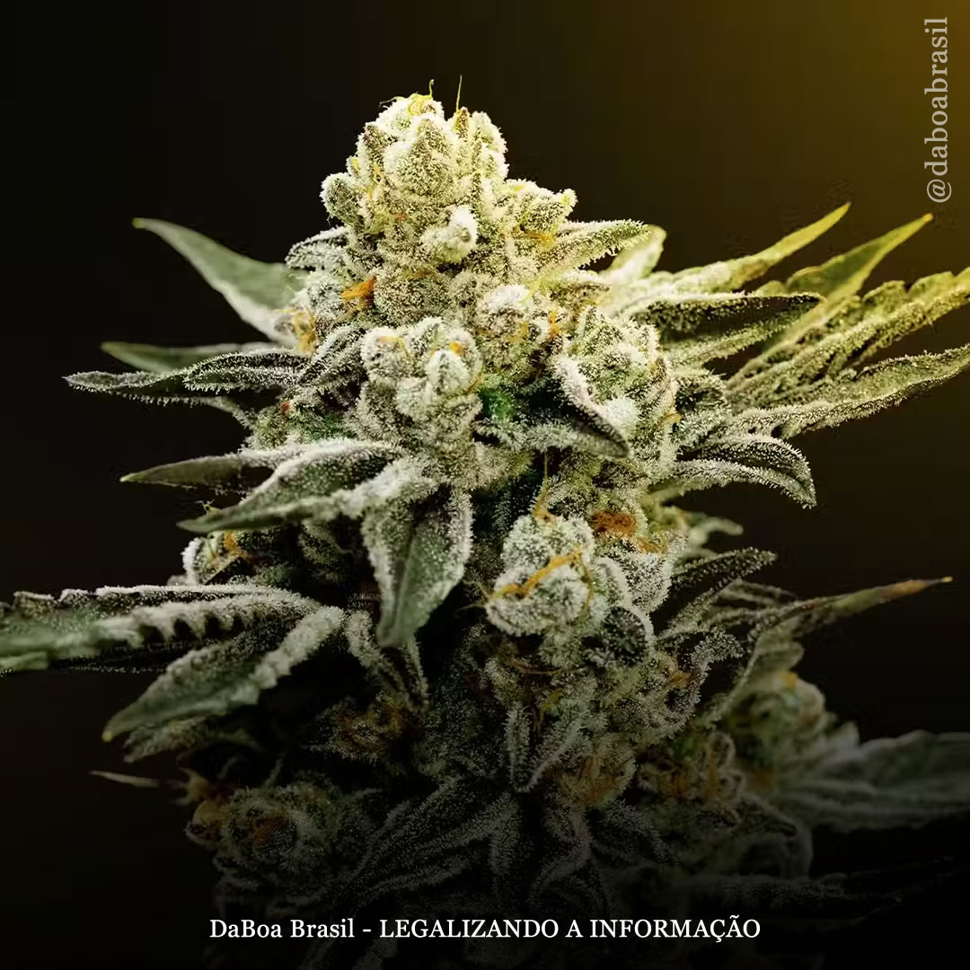 Pessoas nos EUA querem que a legalização priorize a equidade, beneficie os trabalhadores e não permita que a grande indústria molde as políticas da maconha, conclui pesquisa