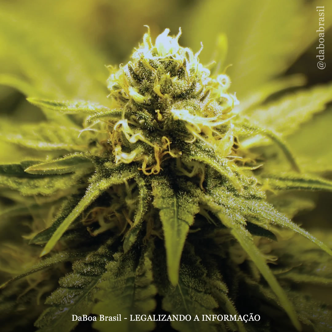 Uso de maconha reduz a carga de doenças em pessoas com dor crônica, diz estudo