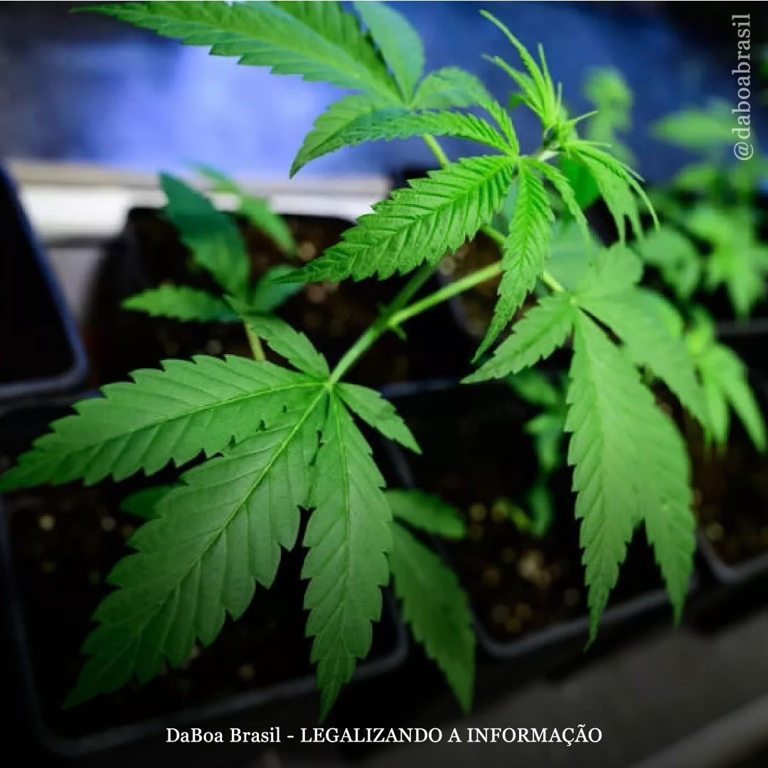 Alemanha inicia as vendas legais de sementes e clones de maconha