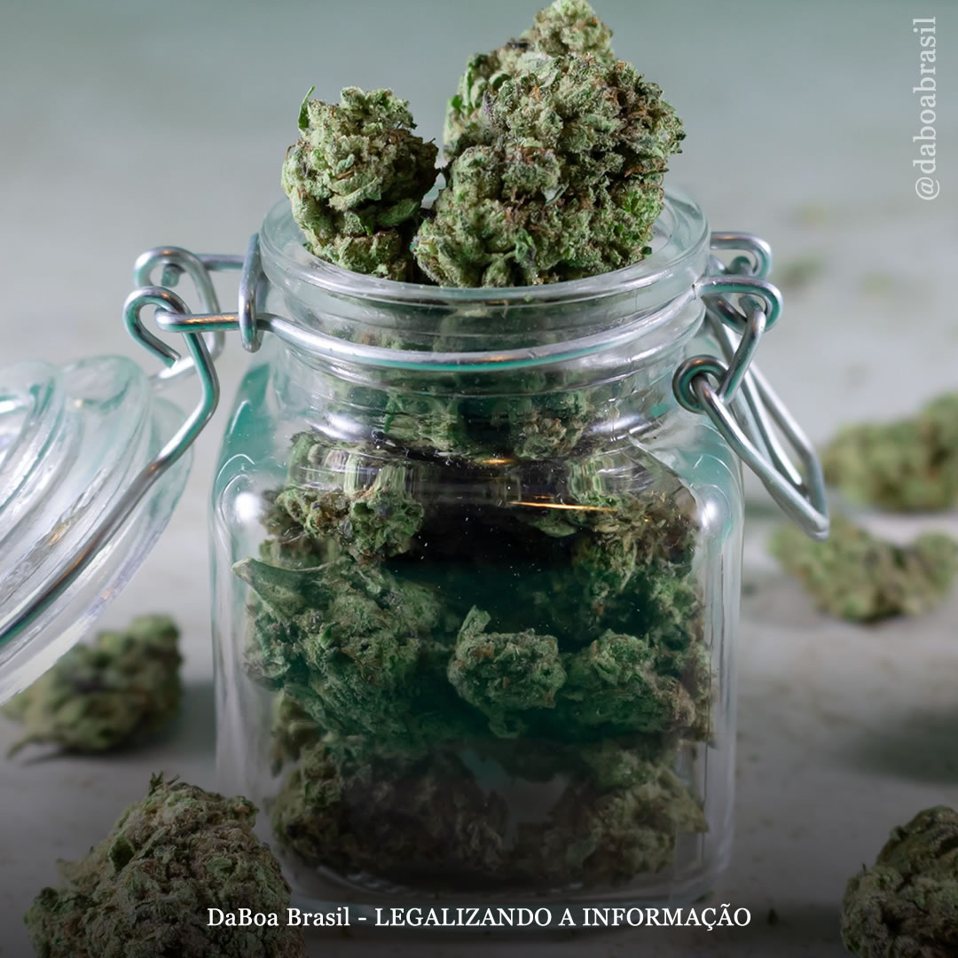 Comunidades mais próximas de dispensários de maconha têm taxas mais baixas de prescrição de opioides, segundo estudo