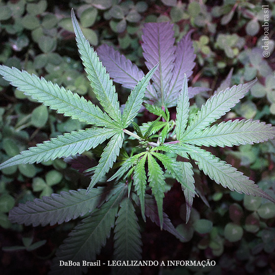 Dicas de cultivo: o que são e para que servem os fertilizantes verdes nas plantas de maconha?