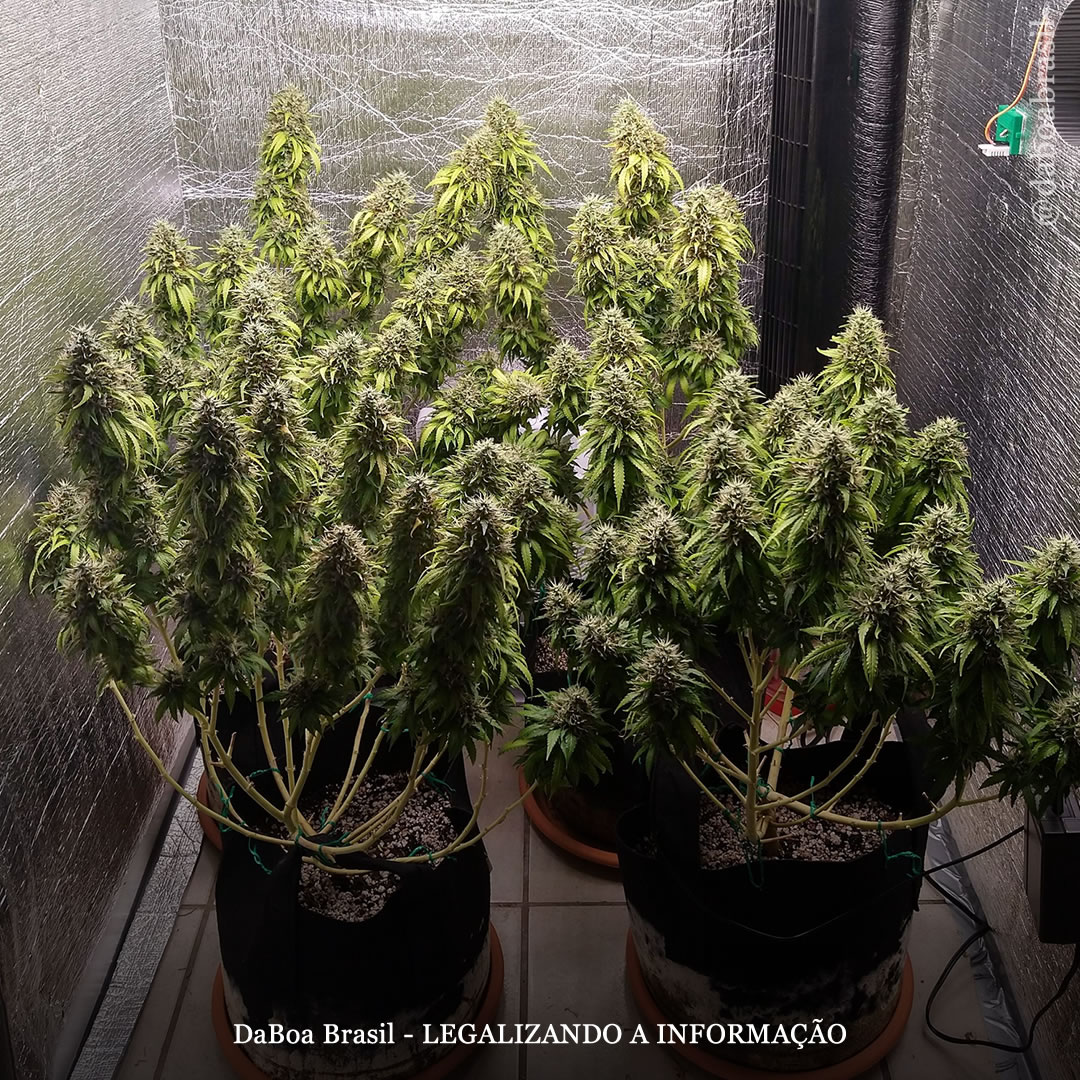 Dicas de cultivo: qual é o tamanho perfeito para uma planta de maconha no cultivo indoor?