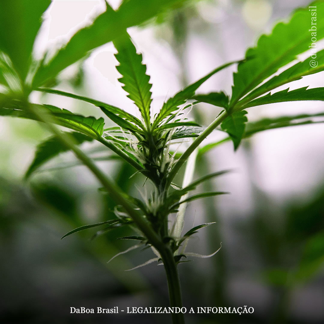 Dicas de cultivo: quando fazer a mudança da fase vegetativa para a floração