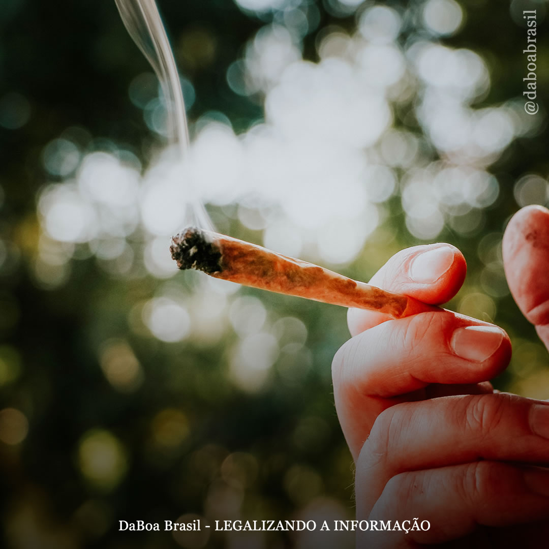 Histórico de uso de maconha está associado a menor risco de câncer de próstata, diz estudo