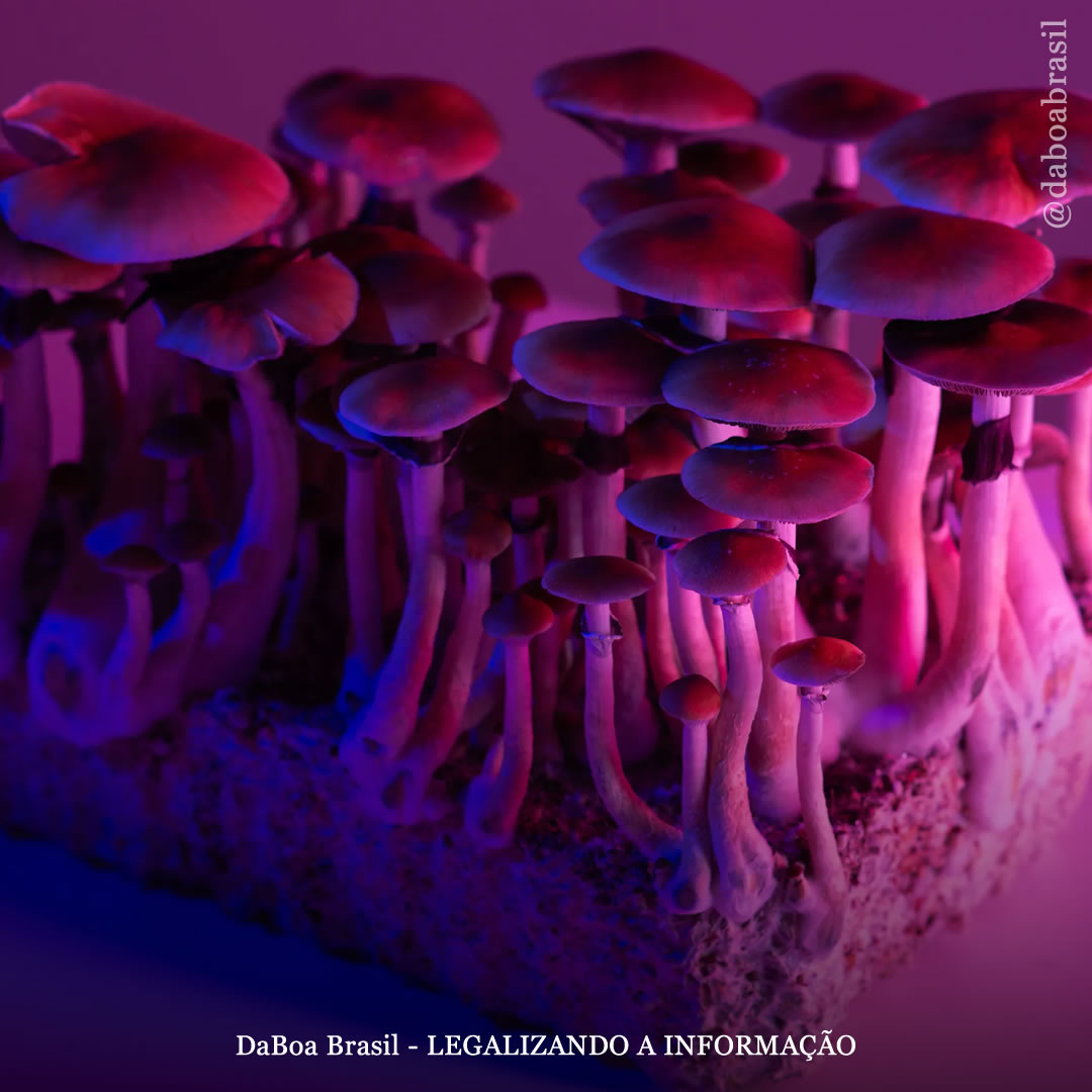 Os sintomas prolongados da COVID podem melhorar significativamente com o uso de psilocibina e MDMA, diz estudo