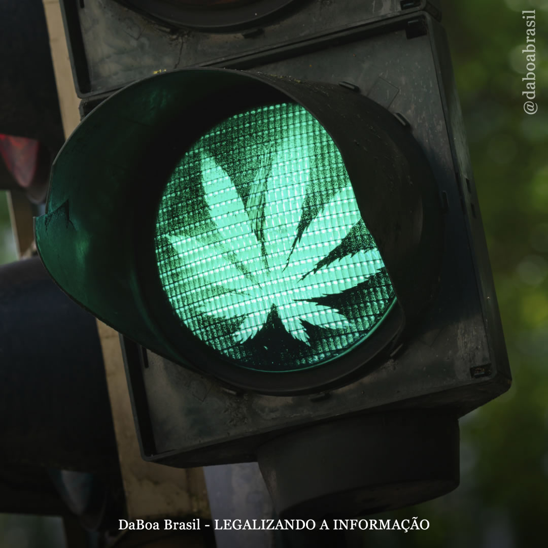 Usuários frequentes de maconha não apresentam mudanças significativas no desempenho ao dirigir após o uso de alimentos com infusão de THC, diz estudo