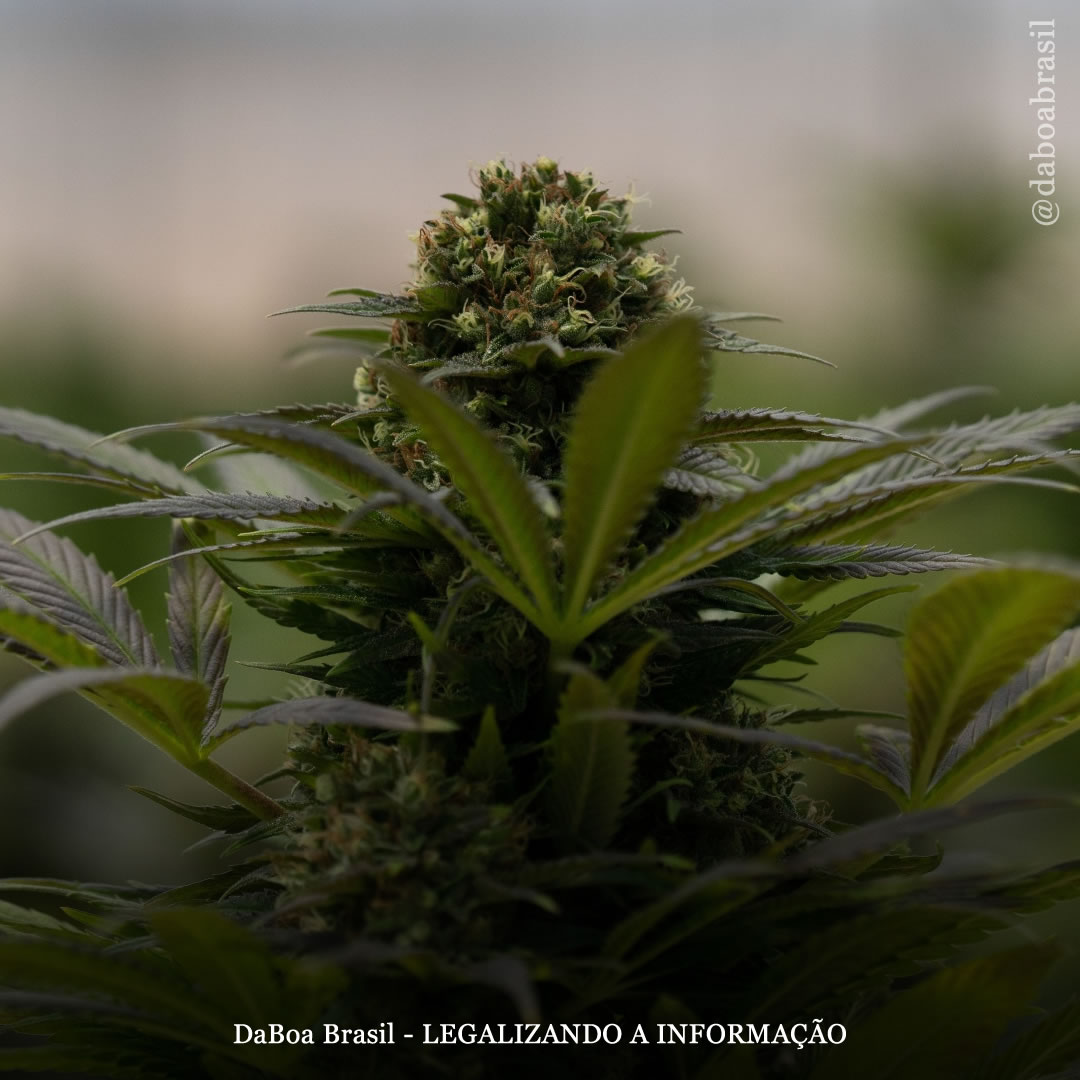 Alemanha: clubes de maconha agora podem ser lançados oficialmente sob a lei de legalização do país, embora os estados tenham regras variadas