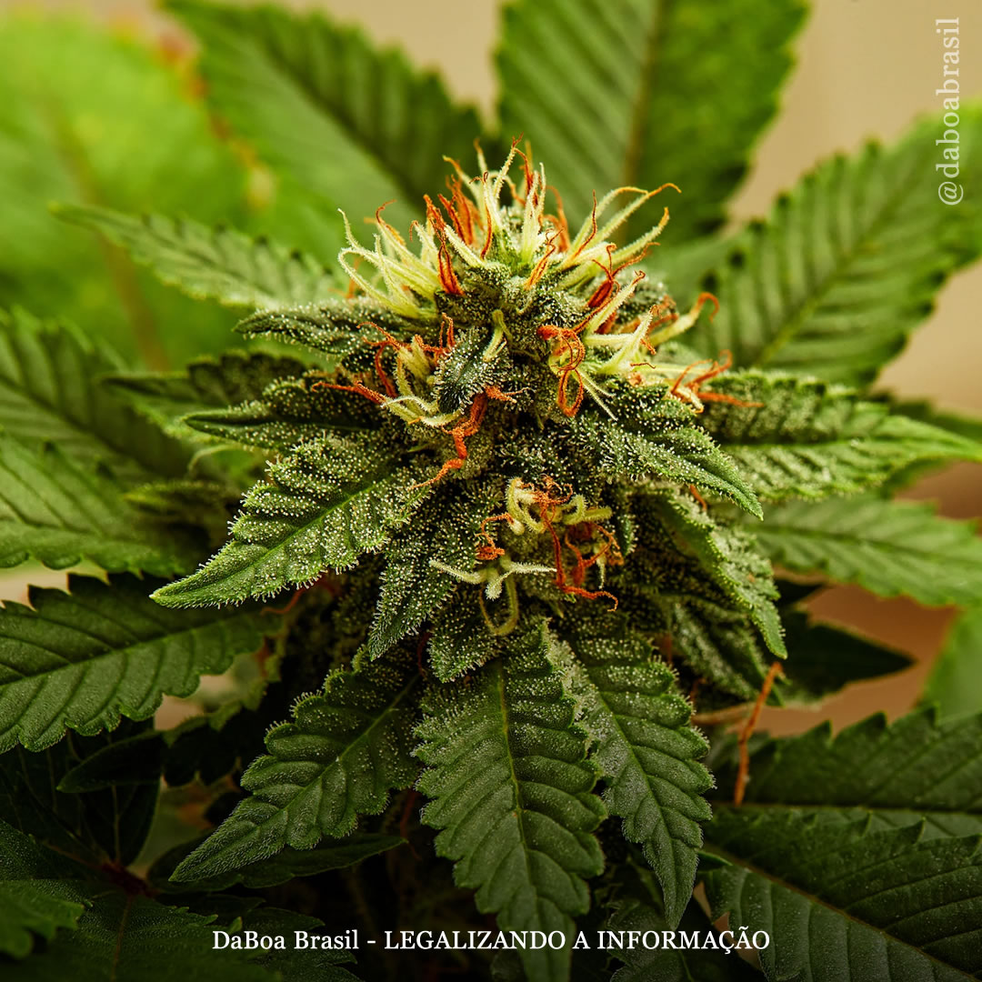 Compostos menos conhecidos da maconha podem ser “agentes anticâncer promissores”, descobre estudo sobre mieloma múltiplo