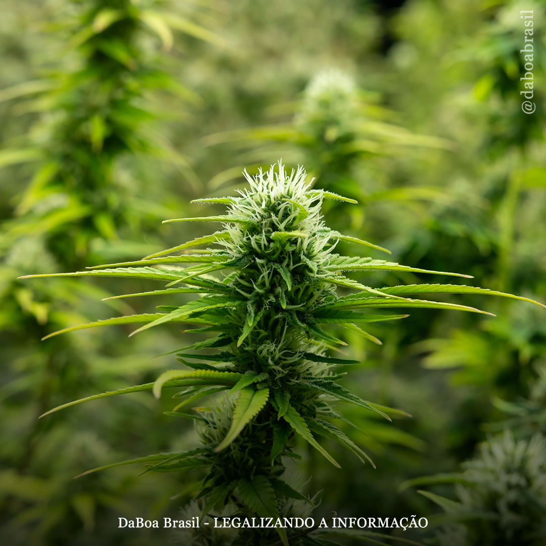 Cultivar maconha ao ar livre “pode emitir 50 vezes menos carbono” do que o cultivo em ambientes fechados, revela estudo