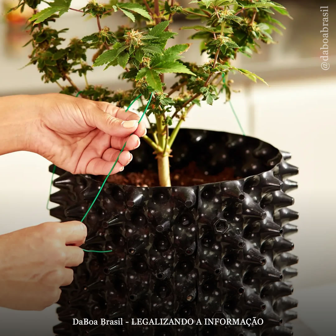 Dicas de cultivo: os melhores tipos de vasos para cultivar maconha
