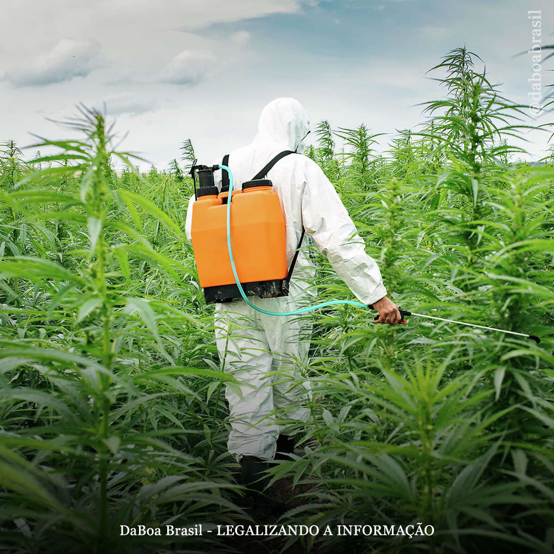 EUA: Califórnia enfrenta uma crise devido à presença de pesticidas em produtos de maconha