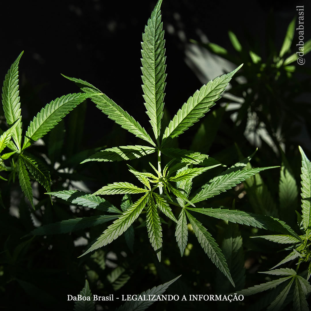 EUA: estado de Maryland concede 175.000 perdões para pessoas condenadas por maconha