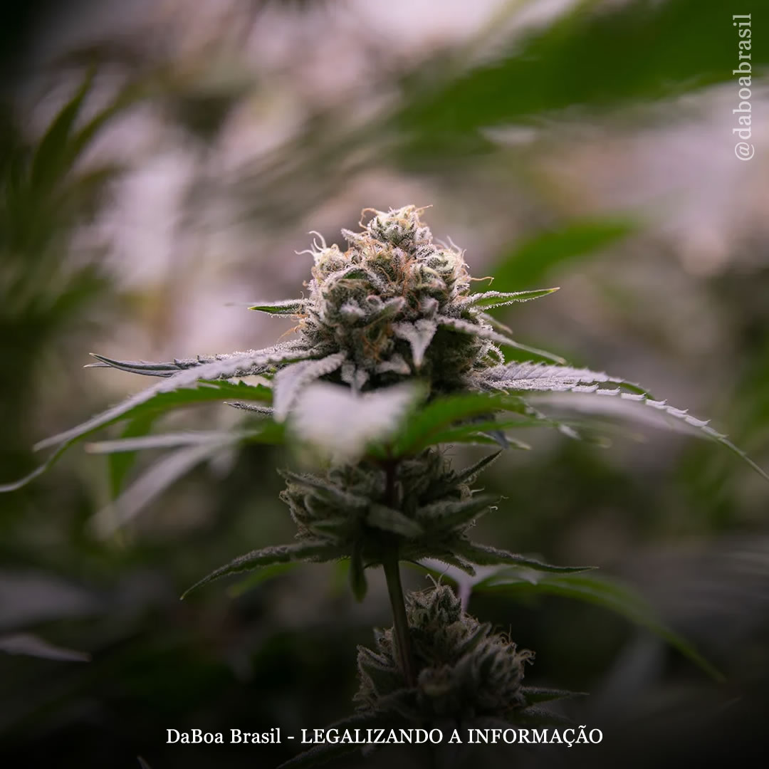 EUA: estado de Maryland lança programa de treinamento de empregos no setor da maconha para pessoas criminalizadas pela proibição