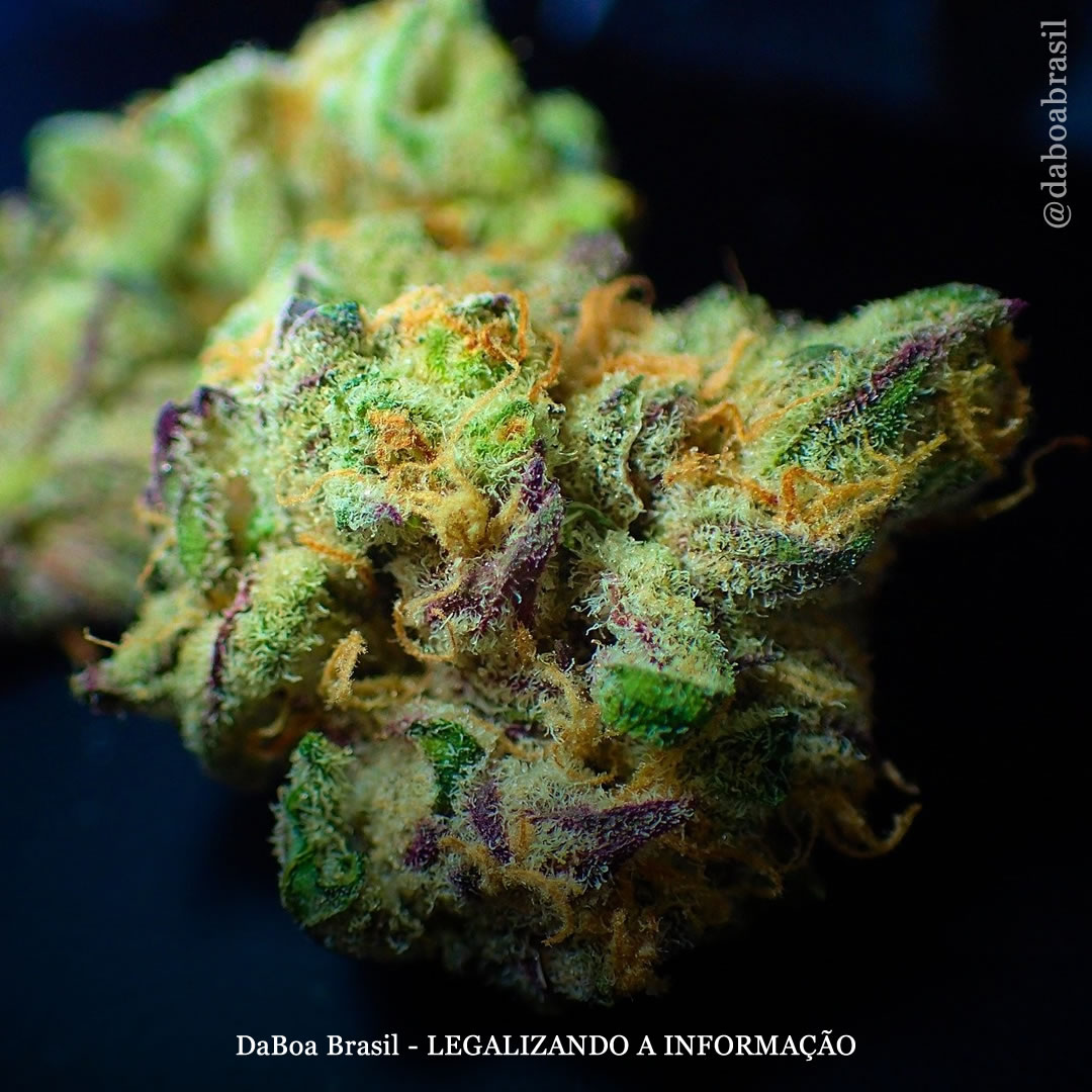 Legalizar o uso adulto da maconha leva a uma “redução substancial” na violência entre parceiros íntimos, mostra estudo