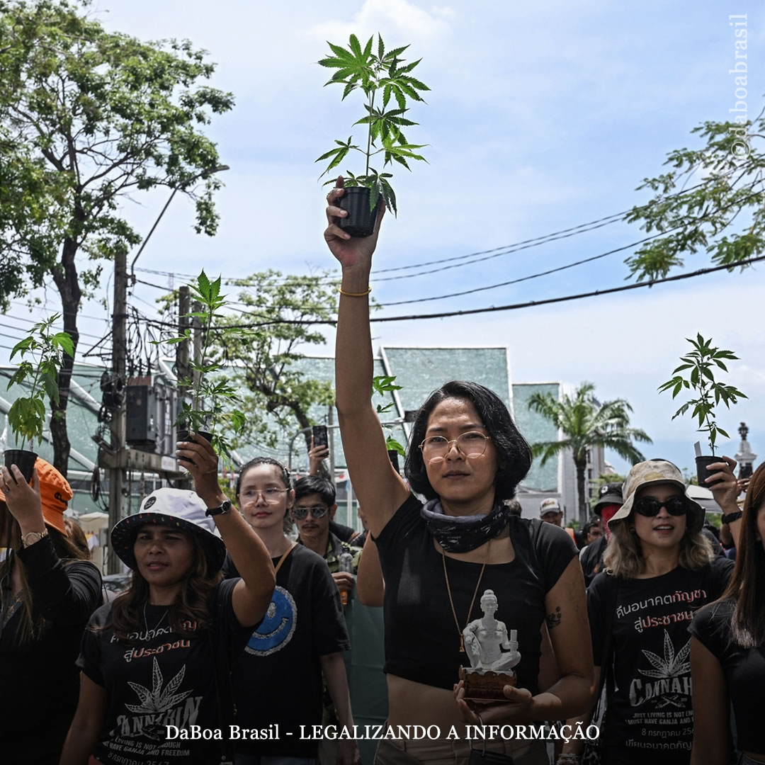 Tailândia abandona plano de proibir novamente o uso adulto da maconha