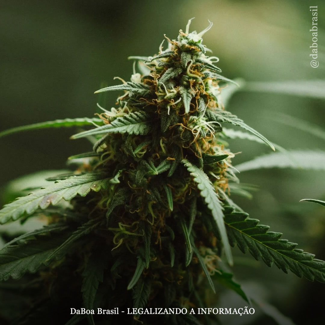 Componente menos conhecido da maconha, CBG, está associado à melhora da memória e à redução da ansiedade, diz estudo