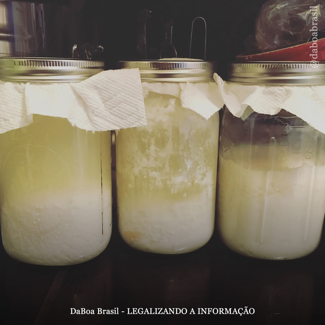 Dicas de cultivo: bactérias do ácido láctico, um probiótico para plantas de maconha