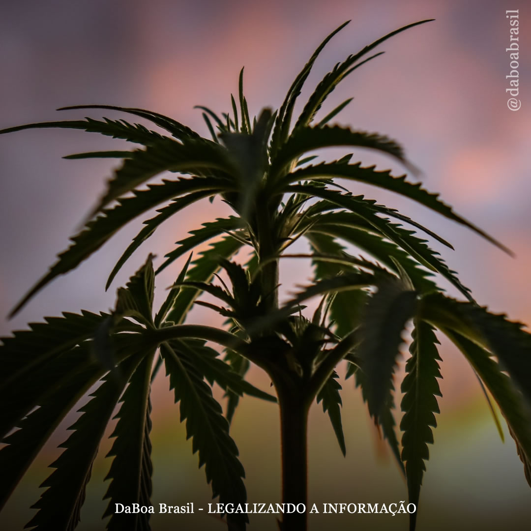 Dicas de cultivo: o que você precisa saber para cultivar maconha em áreas litorâneas