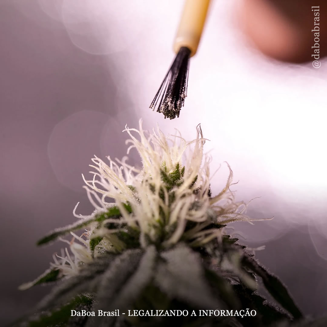 Dicas de cultivo: os benefícios e riscos da polinização da maconha (cruzada e controlada)