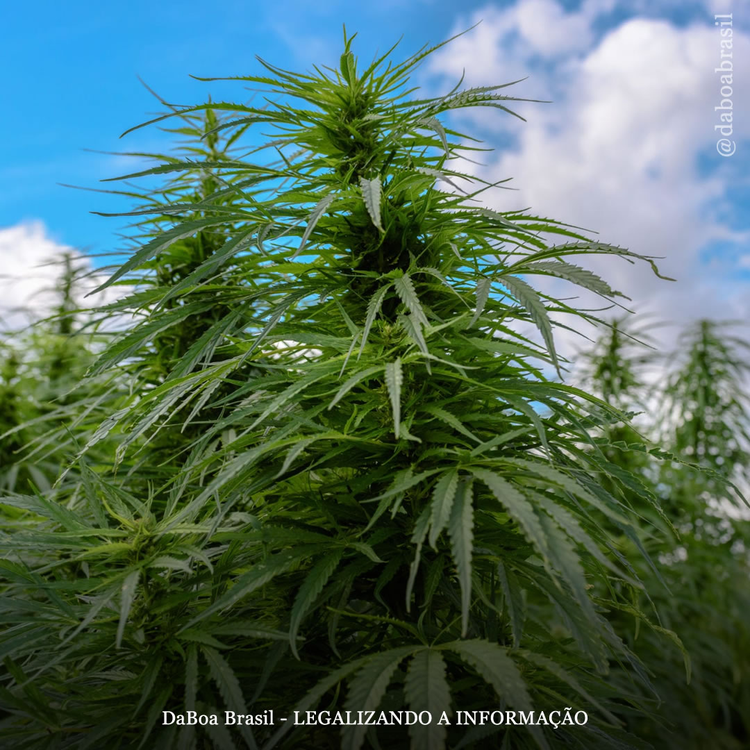 Dicas de cultivo: qual altura as plantas de maconha podem atingir?