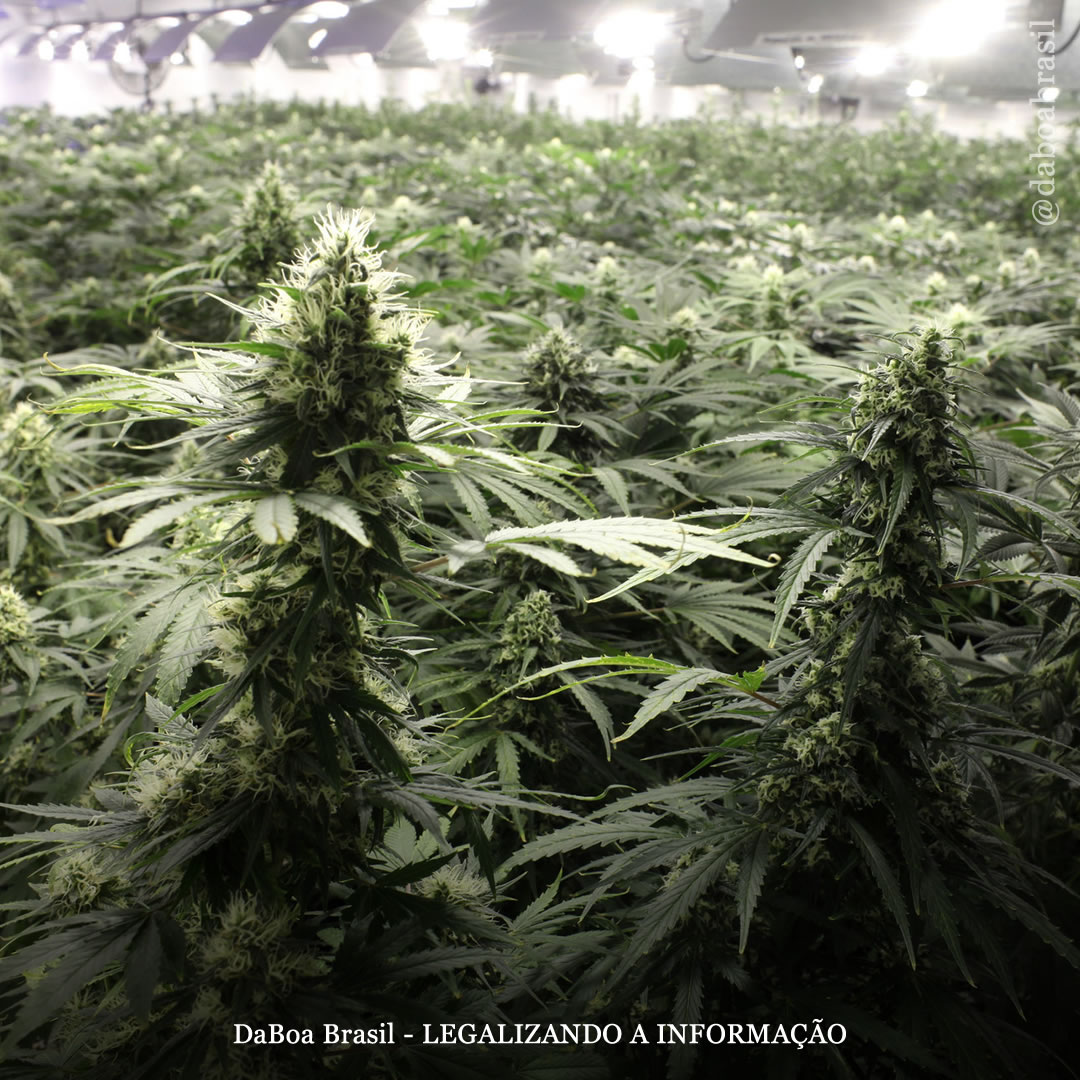 EUA: Nova York elabora plano para sustentabilidade ambiental e padrões de uso de energia na indústria legal da maconha