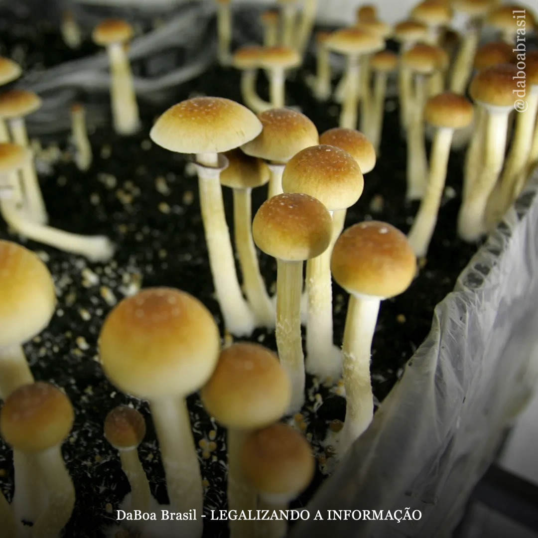 Estudo mostra que a maioria dos atletas está aberta a usar terapia psicodélica para tratar concussões