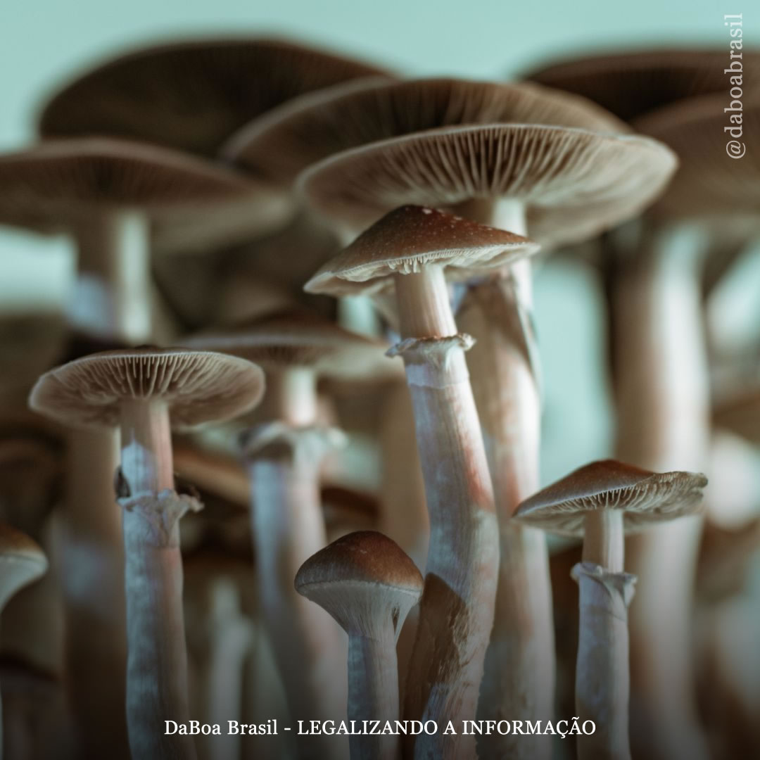 Jamaica começará a vender cogumelos psilocibinos em farmácias